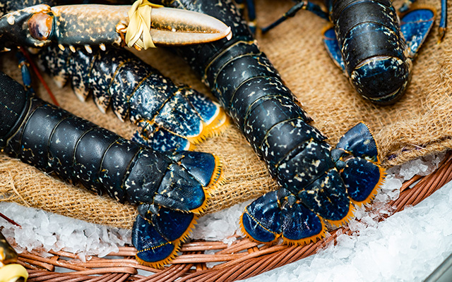 Homard bleu