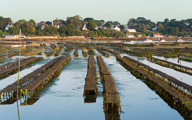 Bassins d'élevage