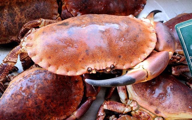 Crabe