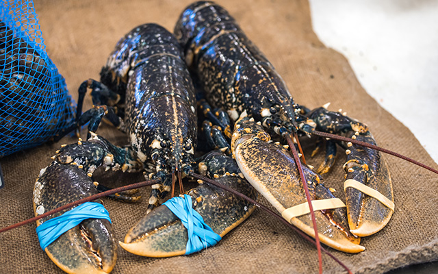 Homard