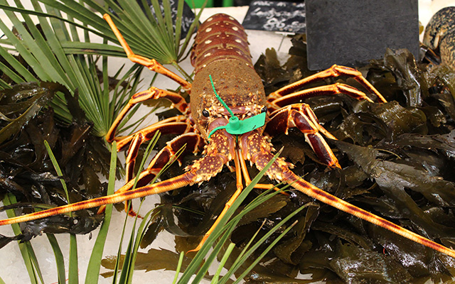 Langouste