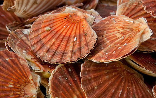 Coquilles Saint-Jacques