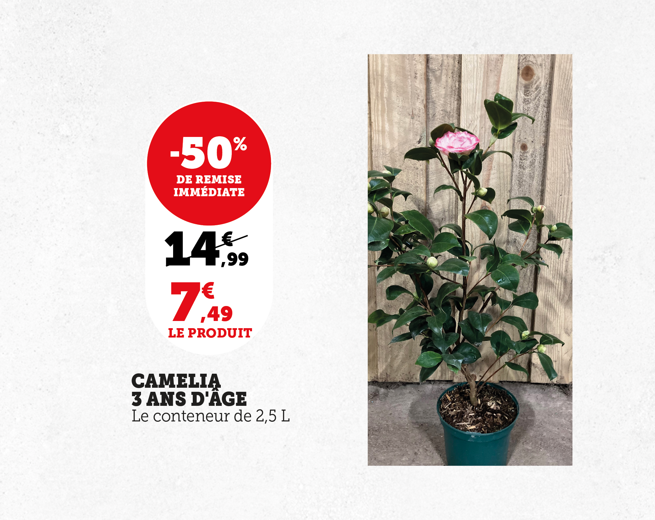 -50% de remise immédiate sur le camélia