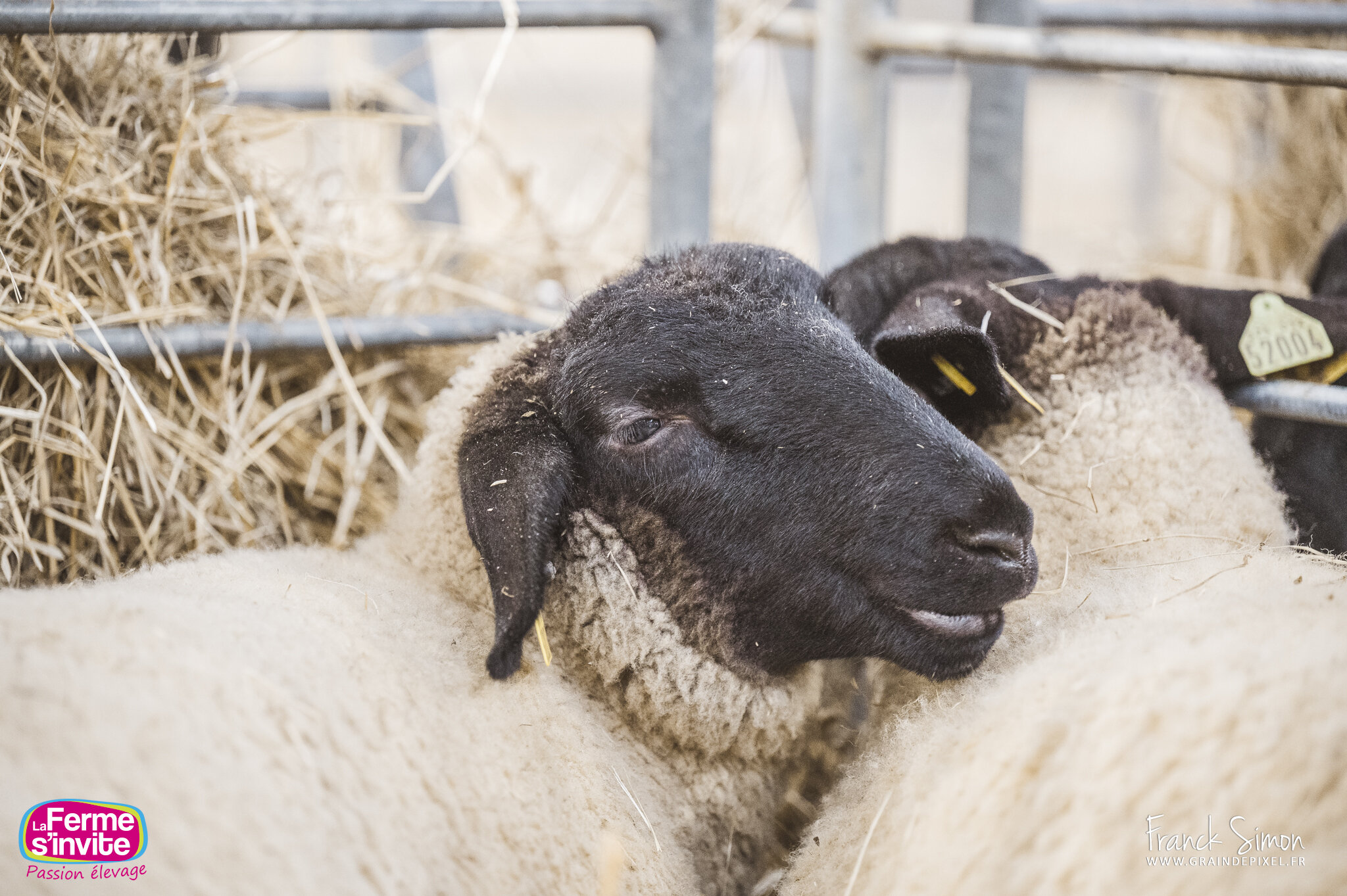 Les moutons au Salon régional de l'agriculture