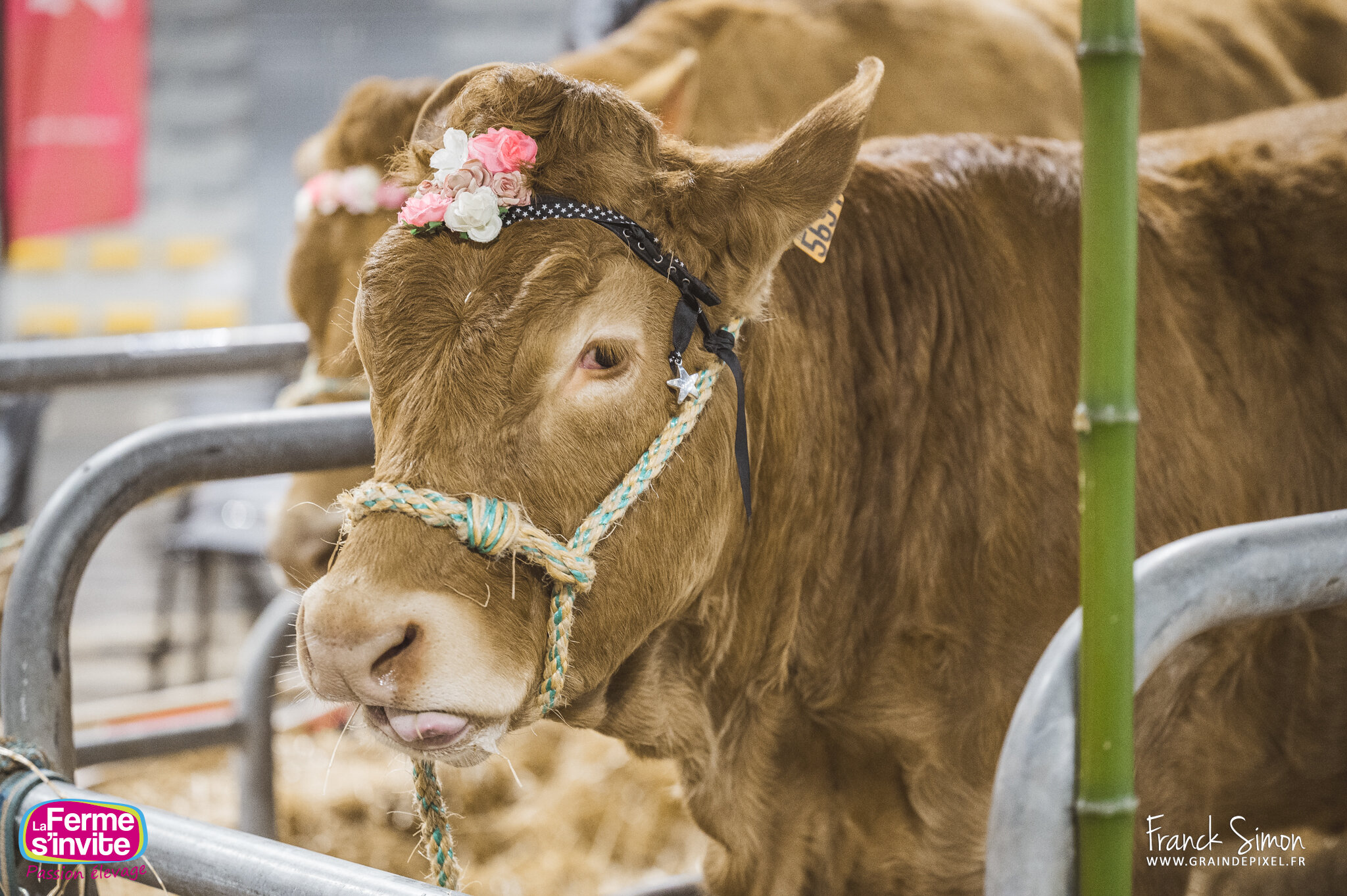 Les vaches au Salon régional de l'agriculture