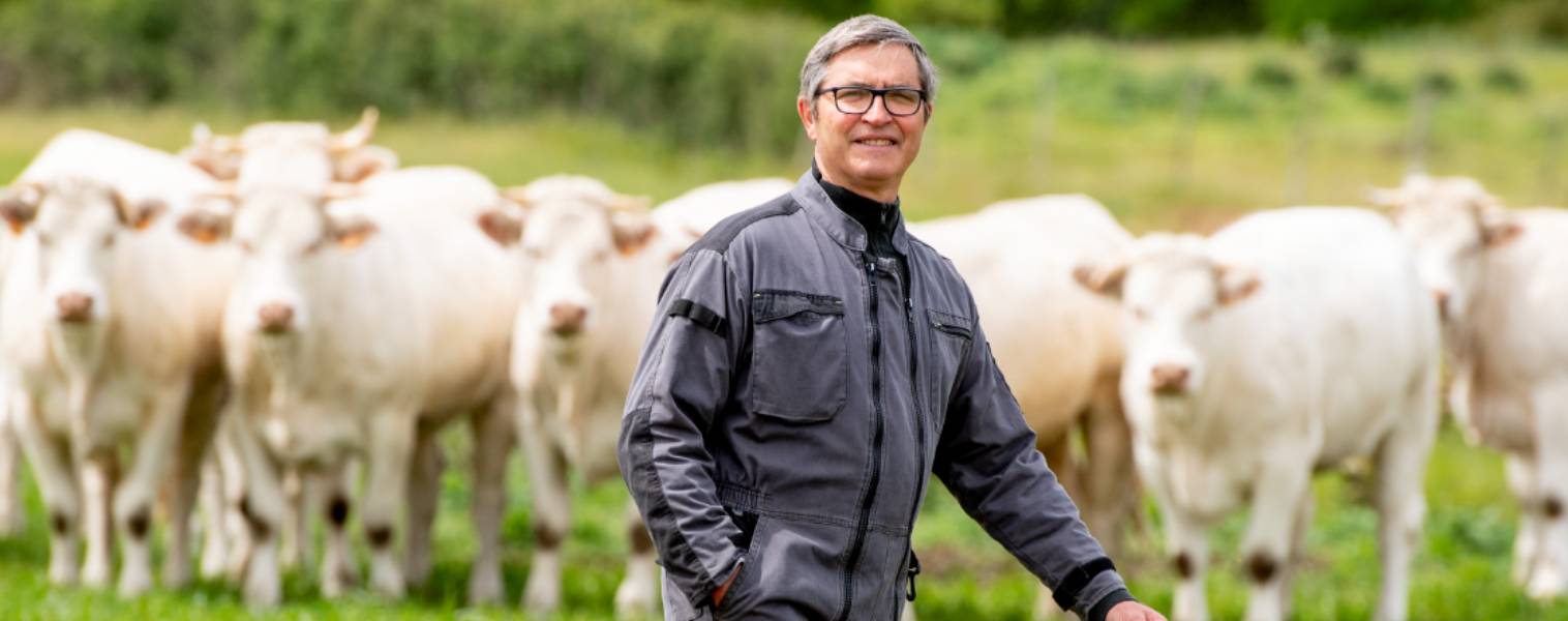 Bœuf Charolais