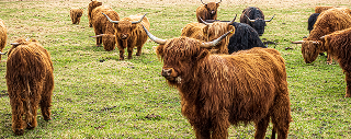 élevage de vaches