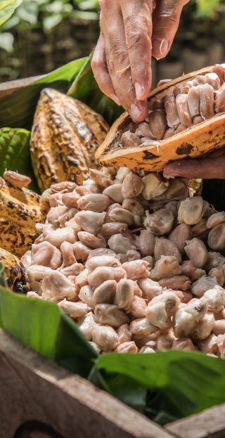 Fèves de cacao