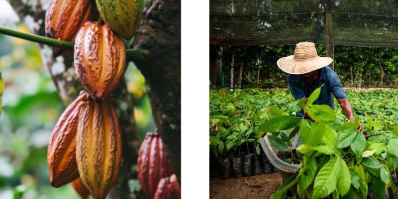 collecte de cacao