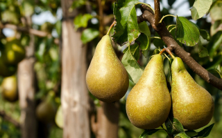 La poire