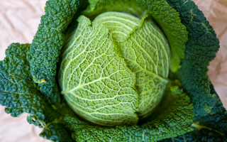 Le chou vert