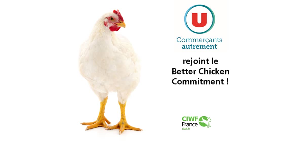 image better chicken commitment