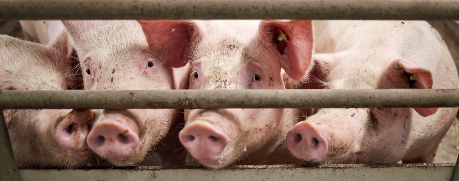 Soutenir les pratiques d’élevage plus respectueuses du bien-être animal