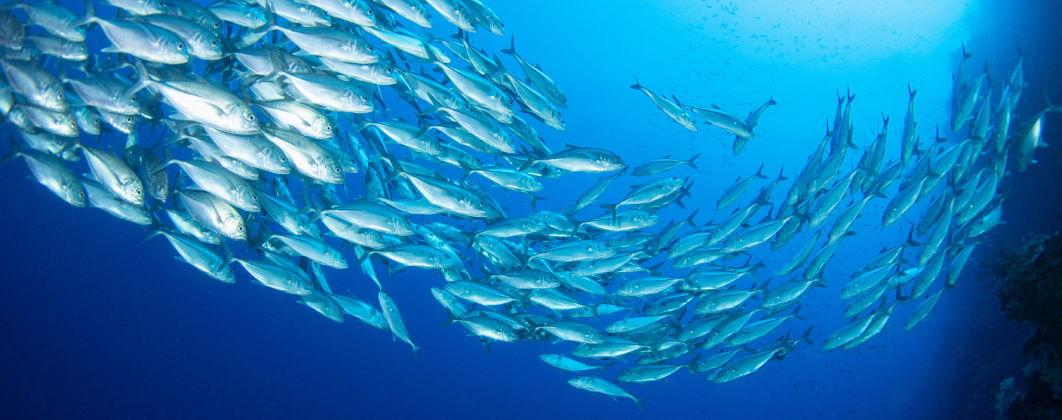 Préserver les produits de la mer